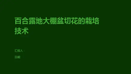 百合露地大棚盆切花的栽培技术