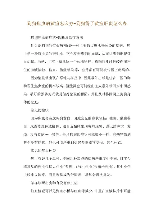 狗狗焦虫病黄疸怎么办-狗狗得了黄疸肝炎怎么办