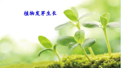 北师大版小学语文二年级下册课件：春风
