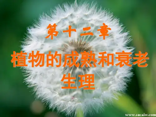 精品课程《植物生理学》课件 12 成熟和衰老共90页文档
