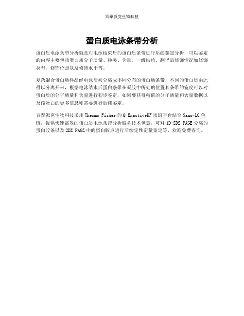 蛋白质电泳条带分析