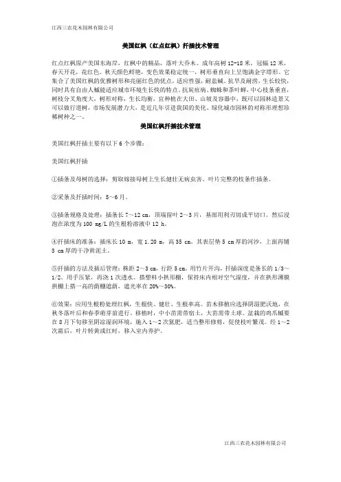 美国红枫(红点红枫)扦插技术管理