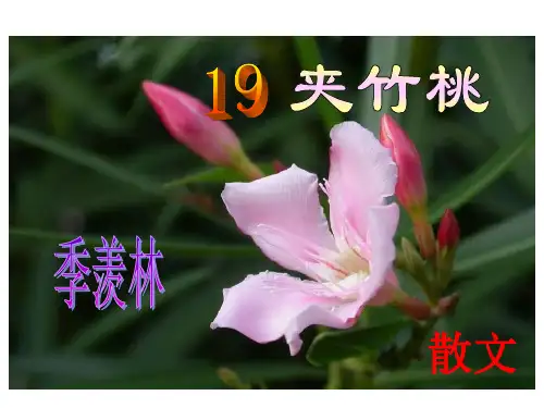 《夹竹桃》ppt课件