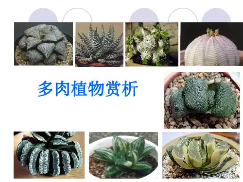 多肉植物PPT课件