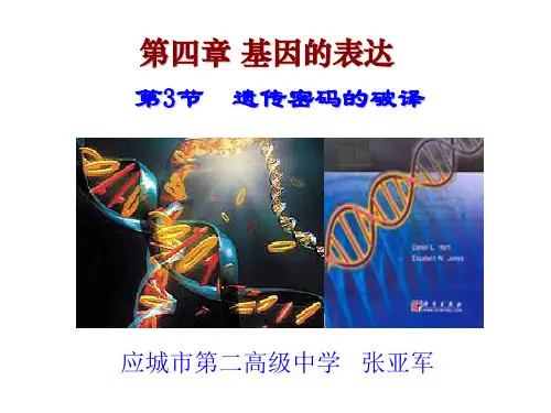人教版高中生物必修二第四章第3节《遗传密码的破译(选学)》优秀课件(共21张PPT)
