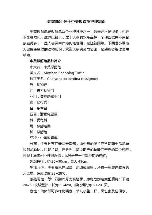 动物知识-关于中美拟鳄龟护理知识
