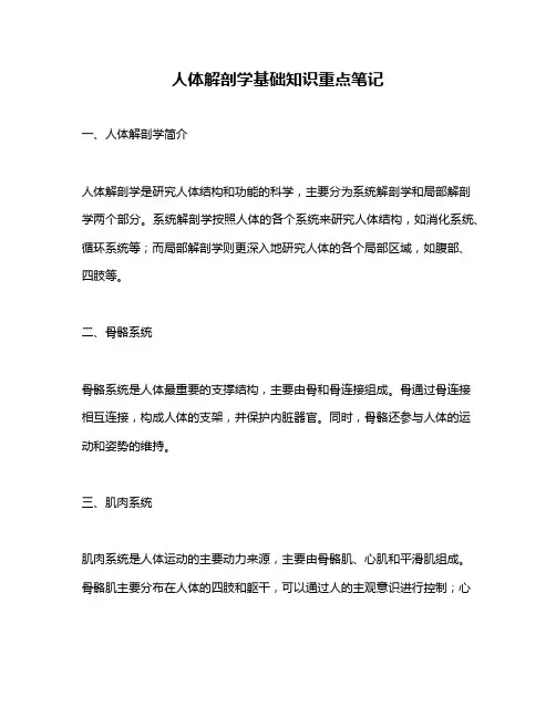 人体解剖学基础知识重点笔记