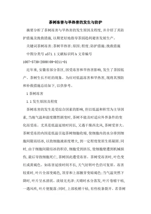 茶树冻害与旱热害的发生与防护