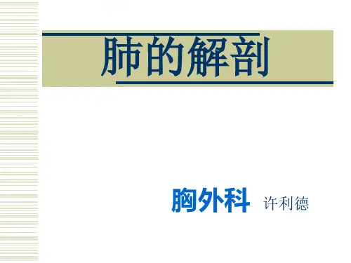 肺的解剖及分段