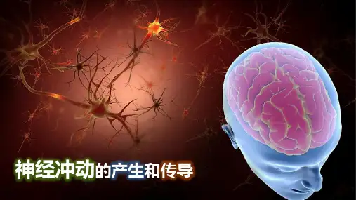 《神经冲动的产生和传导》课件(共48张PPT) 2024-2025学年统编版高中生物选择性必修一