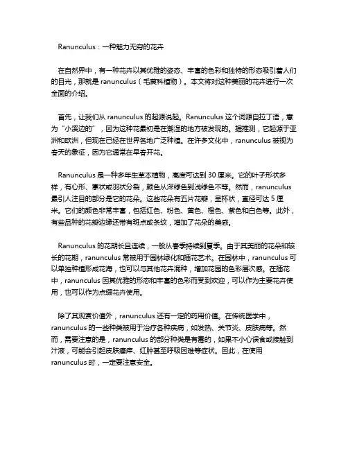ranunculus的简介