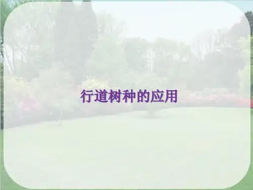 园林植物的应用—行道树种的应用