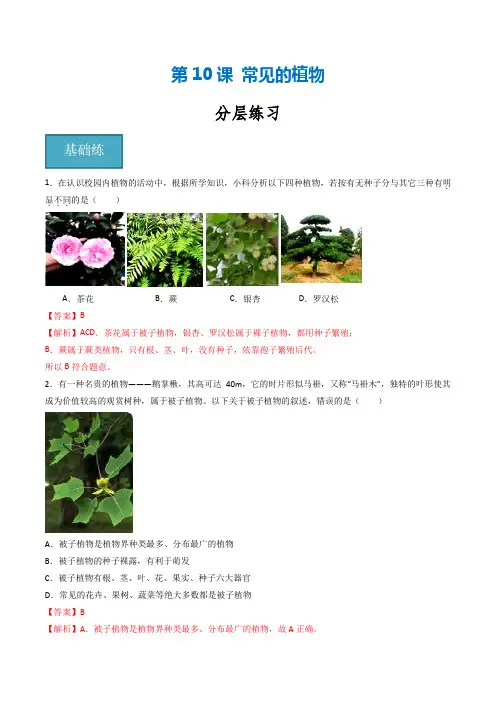 第10讲 《常见的植物》(分层练习)-2024-2025学年七年级科学上册同步精品课堂(浙教版) 