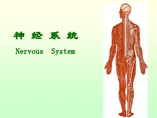 脊髓脊神经PPT课件