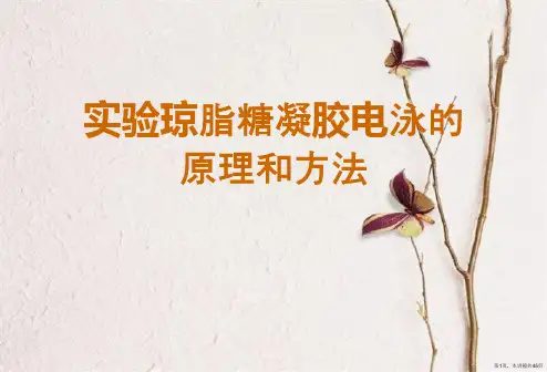 实验琼脂糖凝胶电泳的原理和方法