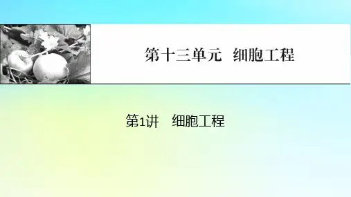 2024版高考生物一轮总复习第十三单元细胞工程第1讲细胞工程课件