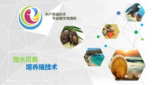 牡蛎半人工采苗与养殖