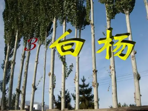 《白杨》ppt  五年级下册人教版