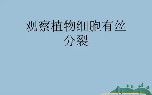 观察植物细胞有丝分裂