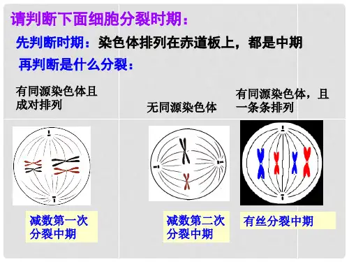高中生物 有丝分裂图与减数分裂图判断课件 新人教版必修2