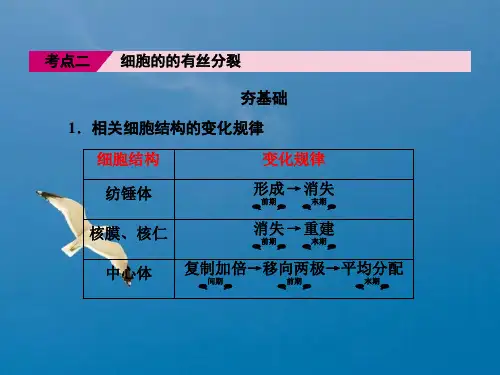《有丝分裂实验》ppt课件