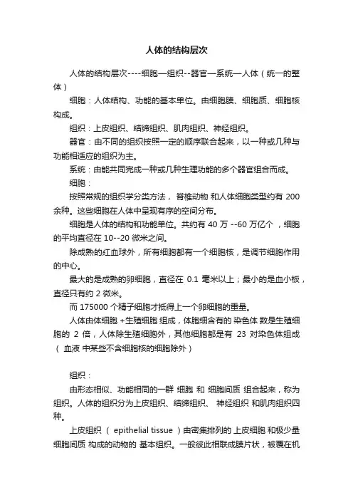 人体的结构层次