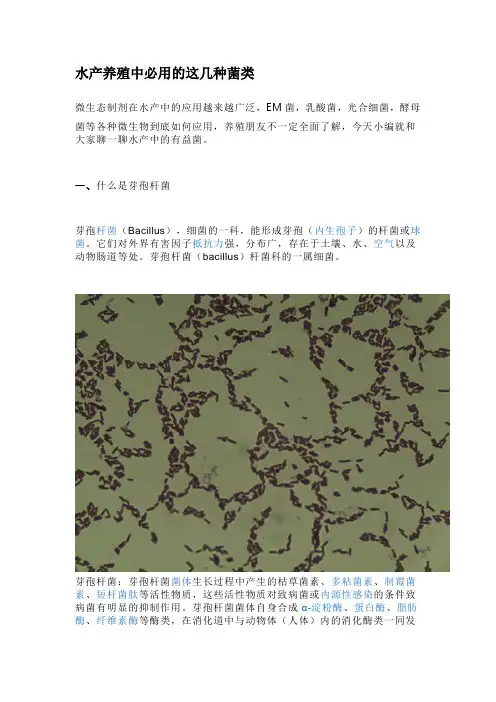 水产养殖中必用的这几种菌类