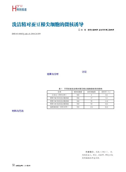洗洁精对蚕豆根尖细胞的微核诱导