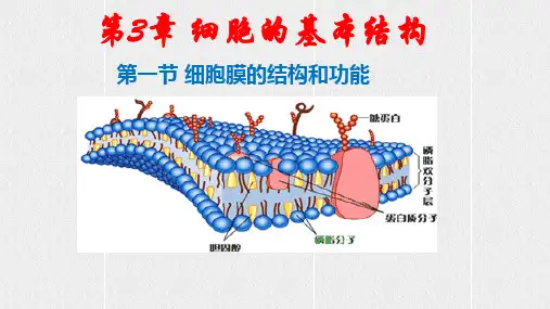 细胞膜的结构和功能说课课件-高一上学期生物人教版(2019)必修1