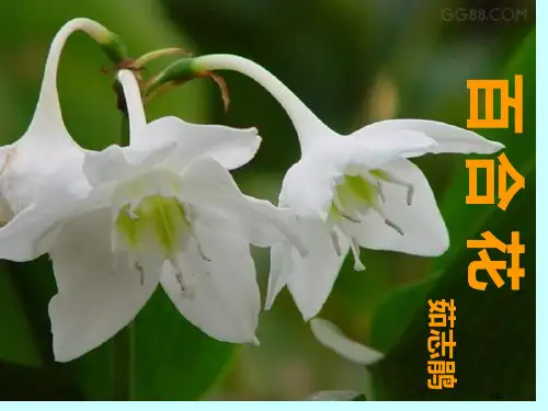 茹志鹃及其《百合花》省公开课金奖全国赛课一等奖微课获奖课件
