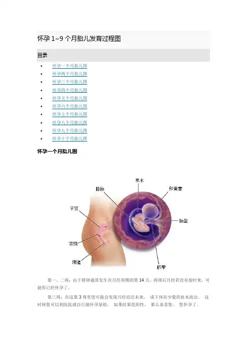 怀孕1~9个月胎儿发育过程图