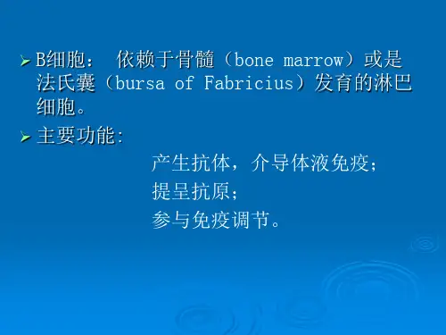 b细胞发育