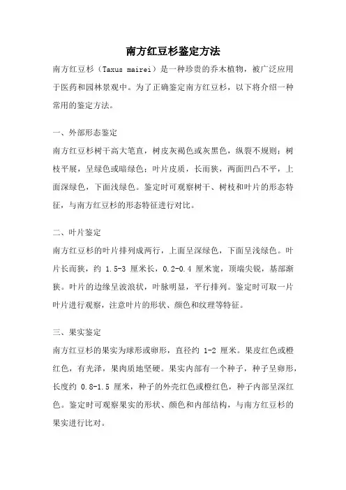 南方红豆杉鉴定方法