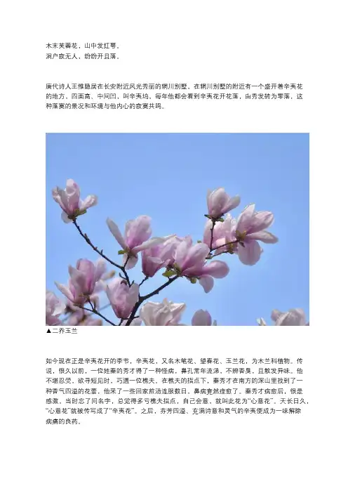 中药知识：玉兰花开辛夷香