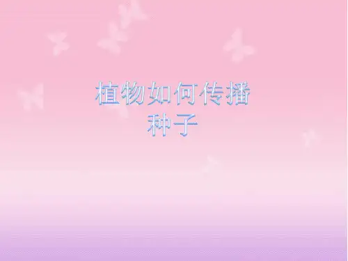 植物如何传播种子ppt