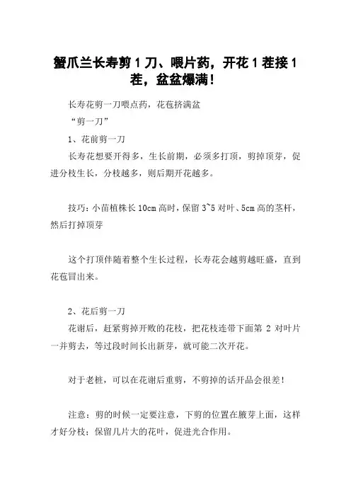 蟹爪兰长寿剪1刀、喂片药,开花1茬接1茬,盆盆爆满!