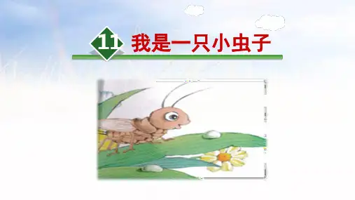 11 我是一只小虫子 课件(共29张PPT)