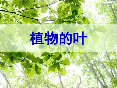 《植物的叶》ppt演示课件