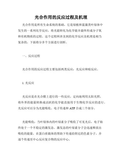 光合作用的反应过程及机理