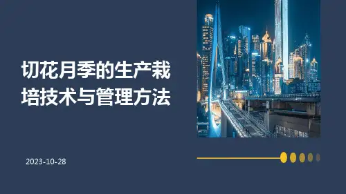 切花月季的生产栽培技术与管理方法