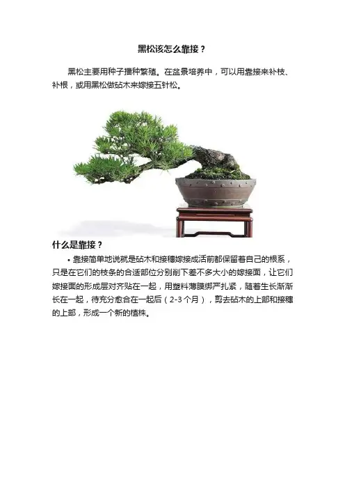 黑松该怎么靠接？