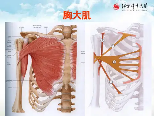 北京体育大学运动解剖学课件-上肢肌