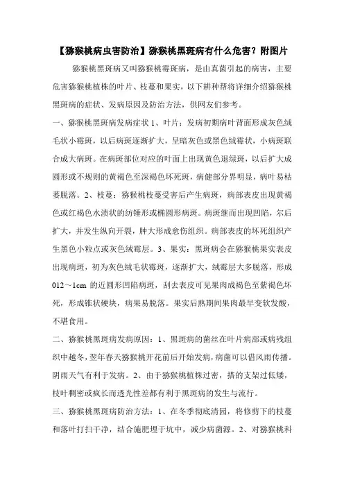 【猕猴桃病虫害防治】猕猴桃黑斑病有什么危害？附图片