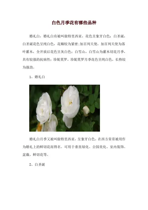白色月季花有哪些品种