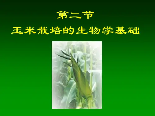 玉米的起源、传播和分类.
