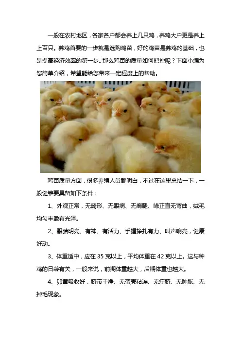 鸡苗的选择方法