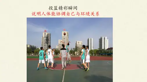 北师大版初中生物七年级下册课件-4.12.1 神经系统与神经调节1