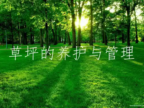 冷季型草坪的养护与管理(1)剖析