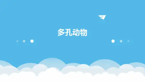 《多孔动物》课件