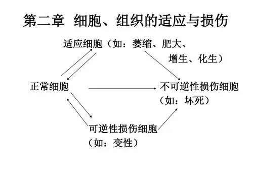 三讲,适应、损伤、修复